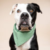 Personalized Dog Bandana